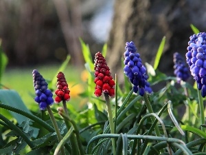 Red, Flowers, Muscari