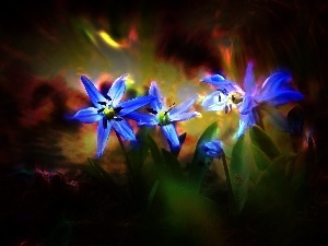 Flowers, Blue, squill, Siberian