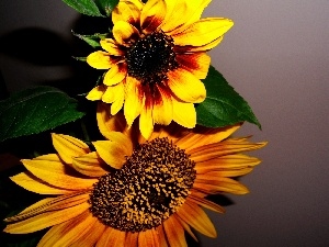 Flowers, Brown, Nice sunflowers, yellow