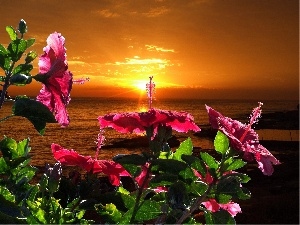 Flowers, sea, west, sun