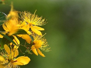 Flowers, Yellow