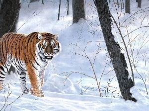 winter, forest, tiger