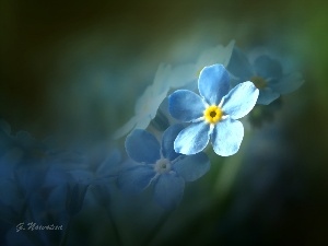 forget-me-not, Blue