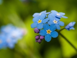 forget-me-not, Flower