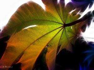 Fractalius, leaf