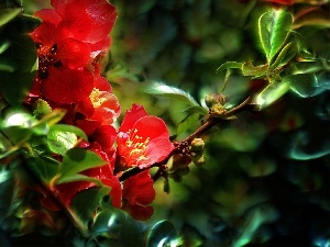 Fractalius, quinces, Red, Flowers