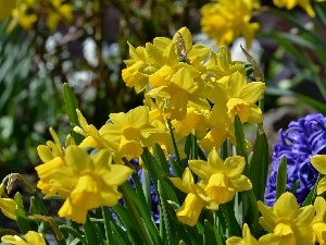 Daffodils, Hyacinths