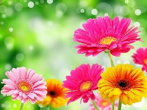Flowers, gerberas, color