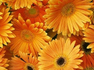 Flowers, gerberas, Orange