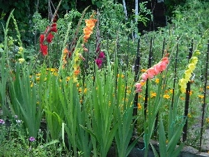 gladioli, Garden, Different colored