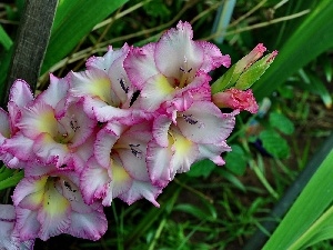 gladiolus, Flowers