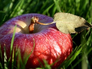 apple, grass, Red