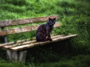 Bench, grass, cat