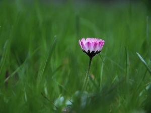 grass, flakes, daisy, Pink