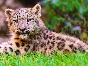 snow leopard, grass, young