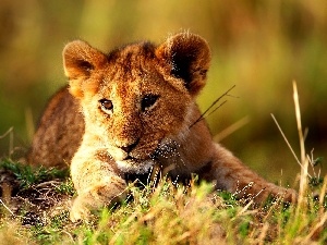 lion, grass, young