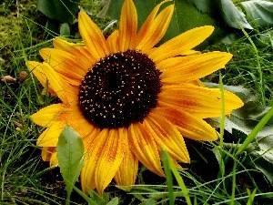 Yellow, grass, Sunflower