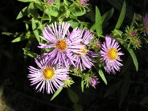 green ones, leaves, Aster