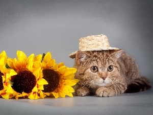 Hat, Nice sunflowers, kitten