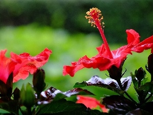 hibiscus, Red