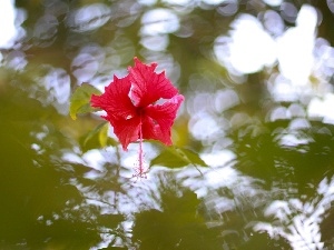 hibiscus, Colourfull Flowers, water, reflection