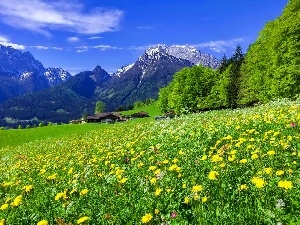 Houses, Mountains, woods, Meadow, Spring, Flowers