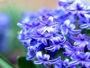 hyacinth, Colourfull Flowers, blue