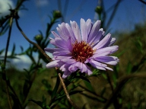 inflorescence, Aster