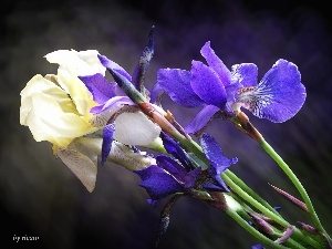 Blue, Irises, Yellow