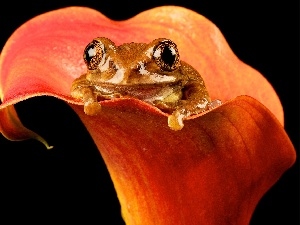 Kalia, strange frog, Flower