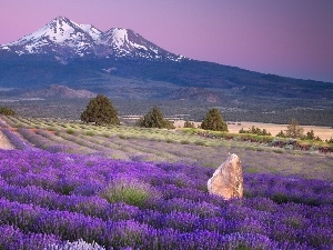 cultivation, lavender, Mountains