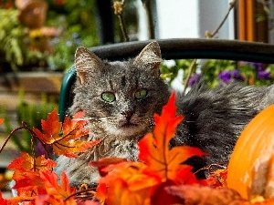 Autumn, Leaf, cat