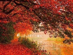 Leaf, viewes, color, River, autumn, trees