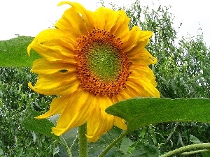 decorated, Leaf, Sunflower