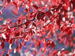 Leaf, Red