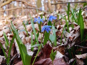 Leaf, Flowers, Siberian squill, Spring, Blue