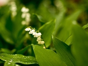 Leaf, dew, lily of the Valley