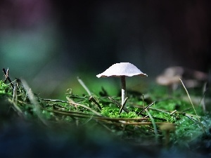 leg, Hat, White, mushroom