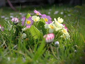 grass, ligh, sun, luminosity, flash, Meadow, Primrose, Spring, daisies