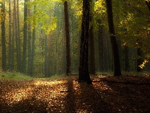 flash, ligh, luminosity, sun, forest, Leaf, autumn, Przebijaj?ce