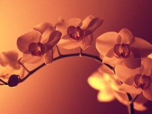 light, shadow, orchids, twig