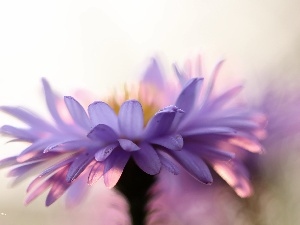 lilac, Colourfull Flowers, Aster