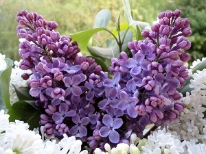 Lilacs, bouquet