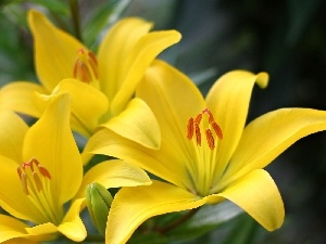 Flowers, lilies, Yellow
