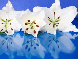 lilies, White