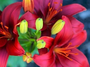 Lily, Claret