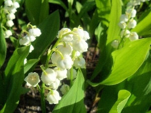 lily of the Valley, Beauty