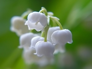 Lily of the Valley, twig