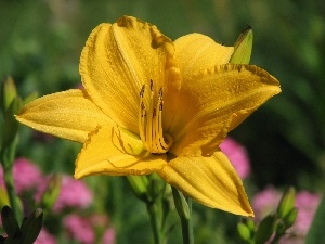 lily, Yellow