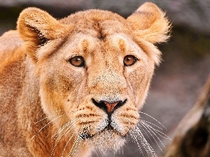 lioness, head